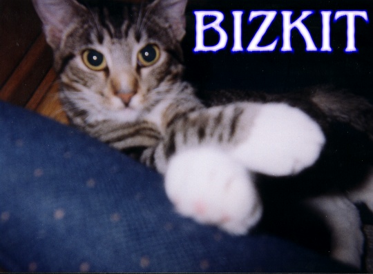 bizkit.jpeg